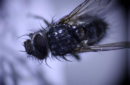 Phryxe vulgaris